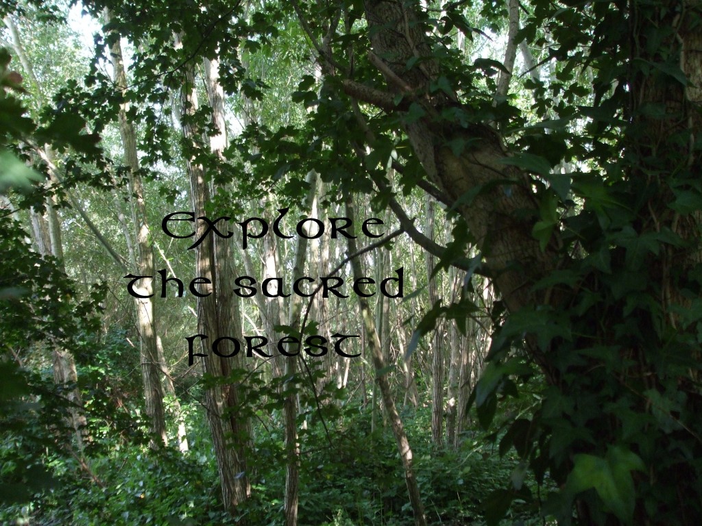 Explore the Sacred Forest